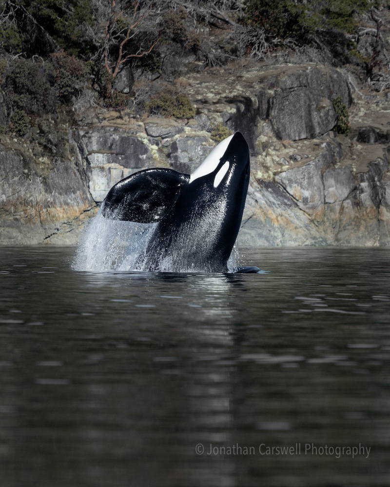 Orca Breaching
